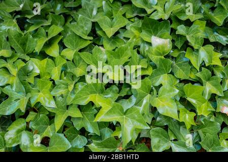 Green ivy leaves covering up a wall Stock Photo