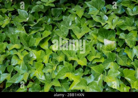 Green ivy leaves covering up a wall Stock Photo