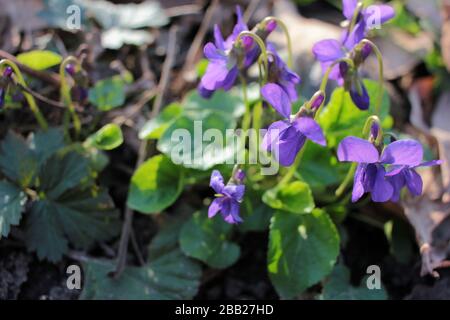Little purple spring violet flowers (viola reichenbachiana) on forest lawn. Early Dog-violet flowers in the garden. Natural floral background Stock Photo