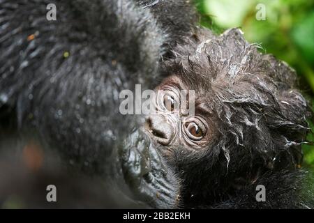 Mountain gorilla baby {Gorilla beringei} with mother. Bwindi Impenetrable Forest National Park, Uganda, Africa.