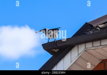Magpie with a bone in its beak on the roof of the house against a blue sky with white clouds Stock Photo