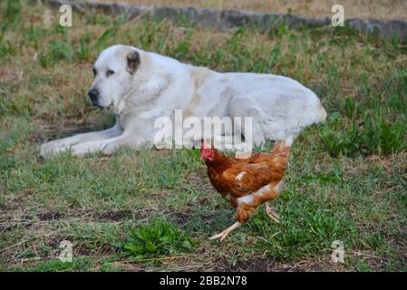 White big alabai shepherd dog lying on the ground while chicken runs nearby. Farm pets. Stock Photo
