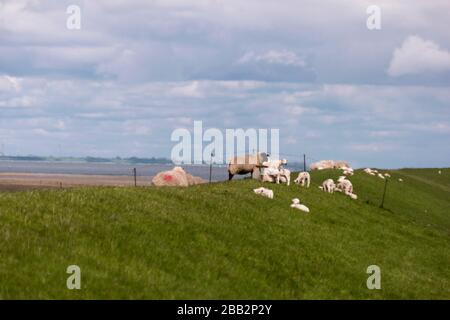 Lambs on the dike of Westerhever in Germany Stock Photo