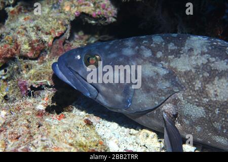 Whitespotted grouper fish (Epinephelus coeruleopunctatus) underwater in the Indian Ocean Stock Photo