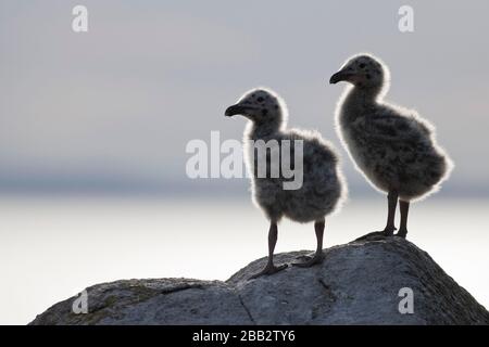 Great black-backed Gull (Larus marinus) chicks, Republic of Ireland Stock Photo