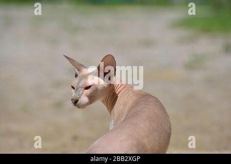 Lilac point sphynx oriental cat. Animal portrait. Stock Photo