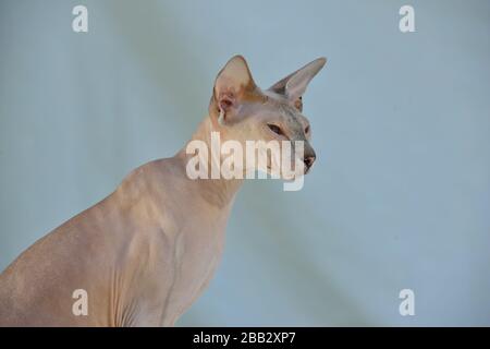 Lilac point sphynx oriental cat. Animal portrait. Stock Photo