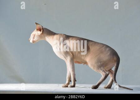 Lilac point sphynx oriental cat. Animal portrait. Stock Photo