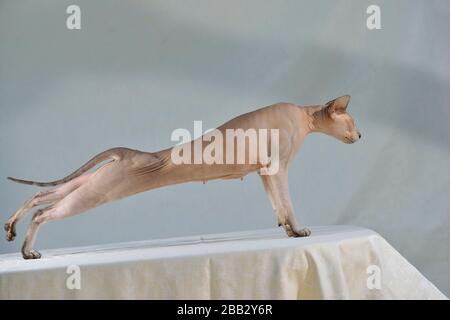 Lilac point oriental sphynx cat stretching in the sunlight. Stock Photo