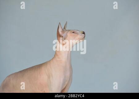 Lilac point sphynx oriental cat. Animal portrait. Stock Photo