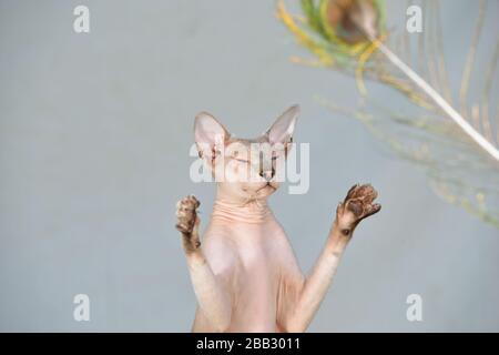 Lilac point oriental sphynx cat plaing with a peacock feather. Animal portrait. Stock Photo