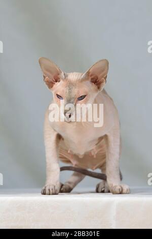 Lilac point sphynx oriental cat. Animal portrait. Stock Photo