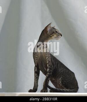 Grey striped oriental cat sitting on a light natural background. Animal portrait. Stock Photo