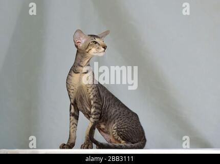 Grey striped oriental cat sitting on a light natural background. Animal portrait. Stock Photo
