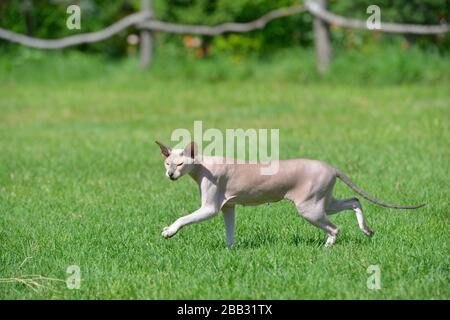 Lilac point oriental sphynx cat sneaking on the green summer grass lawn. Stock Photo