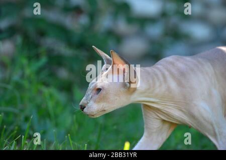 Lilac point oriental sphynx cat sneaking on the green summer grass lawn. Stock Photo