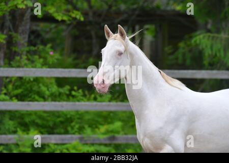 Perlino Akhal Teke stallion with blue eyes outside. Portrait. Stock Photo