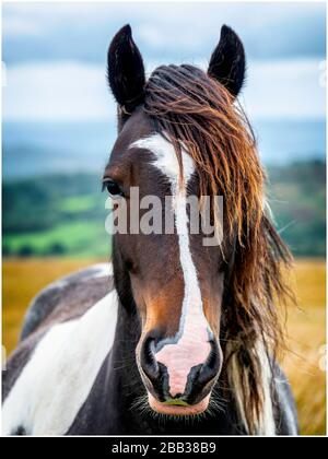 Welsh mountain pony Stock Photo