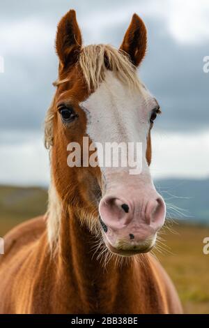 Welsh mountain pony Stock Photo