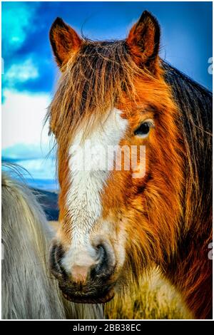 Welsh mountain pony Stock Photo