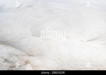 Snow white swan wing swan feather texture background Stock Photo