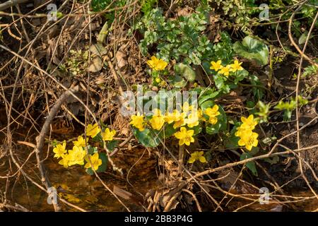Marsh marigold (Caltha palustris) flowers, also called kingcup, beside a pond, UK, March Stock Photo