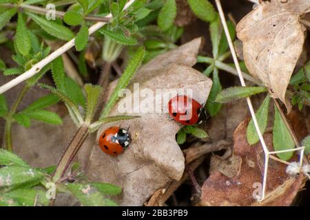 Two seven-spot ladybirds or ladybugs (Coccinella septempunctata), UK Stock Photo