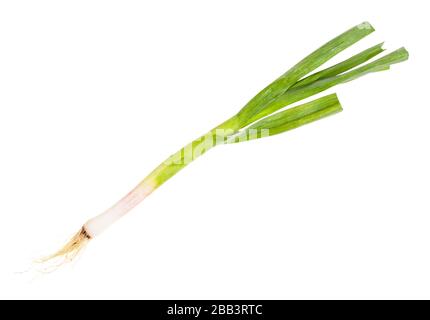 green young spring garlic with roots isolated on white background Stock Photo