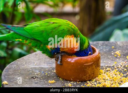 closeup of a rainbow lorikeet with its head in the feeding bowl, bird diet and care, Tropical animal specie from Australia Stock Photo