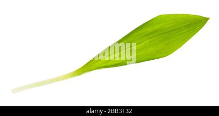 leaf of fresh wild garlic (ramson) isolated on white background Stock Photo