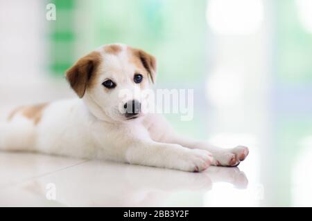 Puppy indoors. Dog playing. Home pet. Cute little pup sleeping on white tiles floor. Animal in a house. Domestic animals. Stock Photo