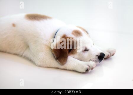 Puppy indoors. Dog playing. Home pet. Cute little pup sleeping on white tiles floor. Animal in a house. Domestic animals. Stock Photo