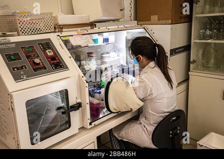 female lab technician works in an airtight air lock at a Virus testing laboratory Stock Photo