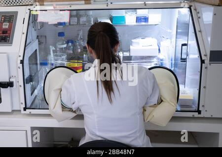 female lab technician works in an airtight air lock at a Virus testing laboratory Stock Photo