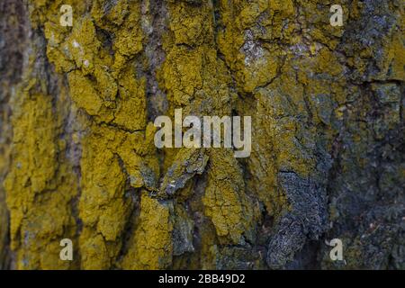 Dry yellow moss on a old tree bark close up. Abstract texture. Natural background with selective focus. Stock Photo