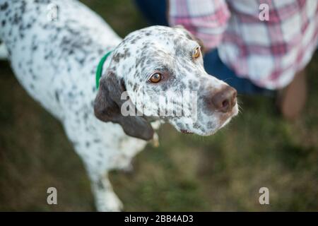 Beautiful shorthaired pointer hunting dog Stock Photo