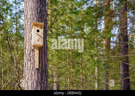 A homemade birdhouse hangs from a tree in a coniferous forest on a sunny day. Stock Photo