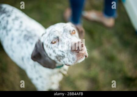 German shorthaired pointer sniffing the air. Stock Photo