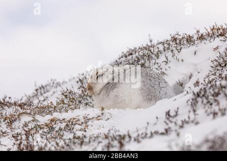 Mountain Hare (Lepus timidus) in snow and winter coat Stock Photo