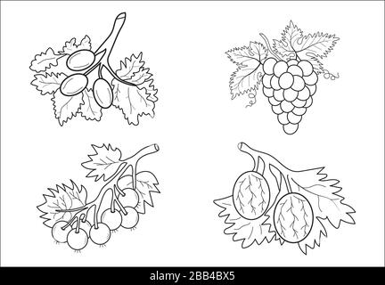 Fruit coloring book for children Stock Vector