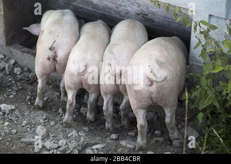 Four pigs feeding from a trough Stock Photo