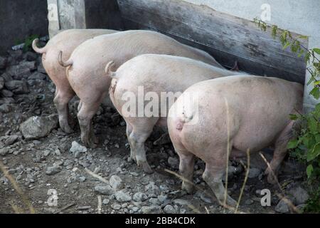 Four pigs feeding from a trough Stock Photo