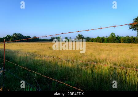 Tall grass behind a barbed wire fence, basking in the setting sun in South Carolina Stock Photo