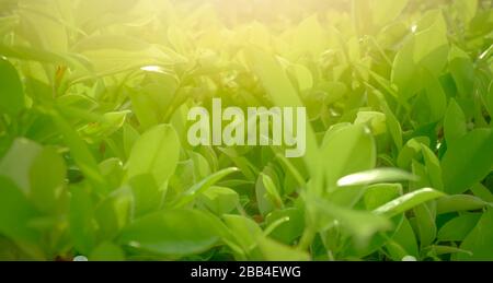 Blurred green leaves in spring with morning sunlight. Green leaf in garden. Greenery wallpaper. Botanical garden. Closeup leaves in spring season. Stock Photo
