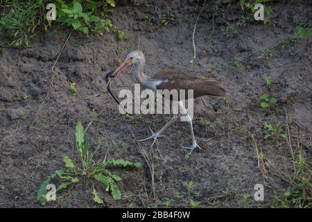 Limpkin with a small snake in his mouth in south Florida Stock Photo