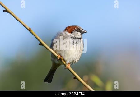 Adult male House Sparrow (Passer domesticus) perched on a branch in the spring sunshine. Stock Photo