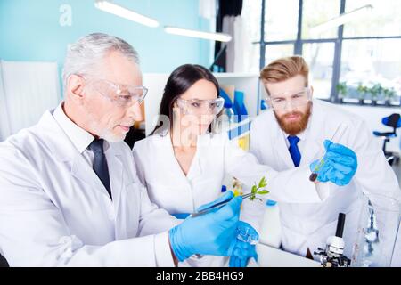 Team work concept. Three workers of laboratory are ckecking the analysis of the sample of plant. They are wearing labcoats, safety glasses and gloves Stock Photo