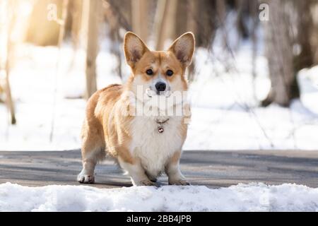 welsh corgi dog pembroke in winter in the snow, winter photo welsh corgi Stock Photo