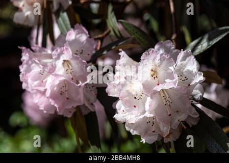 Rhododendron Arboreum Campanulatum. Early spring flowering of this pale pink Rhododendron. Stock Photo