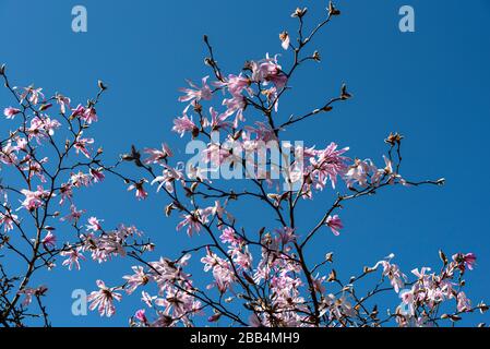 Magnolia loebneri Leonard Messel, pink flowering magnolia. Stock Photo